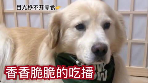 狗子今日爆料视频大全,视频大全揭秘娱乐圈幕后真相